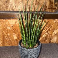 サンスベリア,サンセべリア,サンスベリア ファーンウッド,サンセベリア ファーンウッド,観葉植物の画像