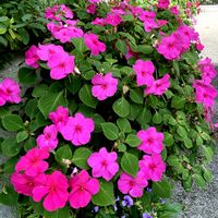 インパチェンス,インパチェンス,インパチェンス,レースラベンダー,バラ咲きインパチェンスの画像