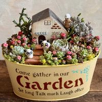 多肉箱庭,パンダの日,GSミニモニ。,つぶつぶの日,ｵｹﾂの日の画像