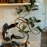 ゴムの木,カラテア,フランスゴムノキ,曲がり,チーム魔女っ子の画像