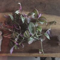 トラディスカンティア・ゼブリナ,トラディスカンティア,トラディスカンティア,トラディスカンチア！,トラディスカンチア ゼブリナの画像