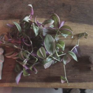 トラディスカンティア・ゼブリナ,トラディスカンティア,トラディスカンティア,トラディスカンチア！,トラディスカンチア ゼブリナの画像