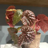 ドラセナ,ドラセナ,プルメリア,モンステラ,カラテアの画像