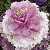 ハツユキカズラ,葉牡丹,可愛い,ちいさな幸せ♡,小さな庭の画像