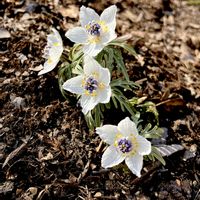 セツブンソウ,山野草,絶滅危惧種,キンポウゲ科,スプリングエフェメラルの画像