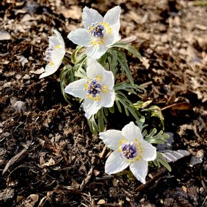 セツブンソウ,山野草,絶滅危惧種,キンポウゲ科,スプリングエフェメラルの画像