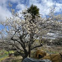 虹の玉,枝垂れ梅,エアープランツ　チランシア,梅(うめ),白い花の画像