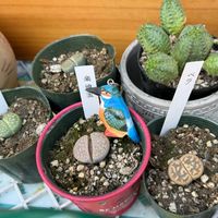 ボタン,ボタン,パンジー,パンジー,リトープスの画像