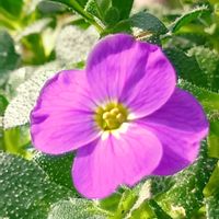 オーブリエチア,オーブリエチア,サイネリア,ウスネオイデス,パイナップル科チランジア属の画像