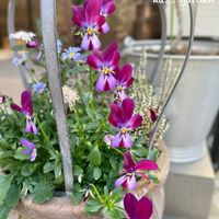 ビオラ,ビオラ,カルーナ,カルーナ,ビオラ バニーイヤーズの画像