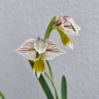 グラジオラス,球根,球根植物,花のある暮らし,園芸男子の画像