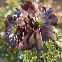 カシミアバイオレット,カシミアバイオレット,夕映え,夕映え,スターバーストの画像