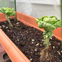 芽キャベツ,茎ブロッコリー,プランター栽培,家庭菜園の画像