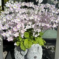 サザンカ,ナンキンハゼ,プリムラマラコイデス,カワラヒワ,トリの日の画像