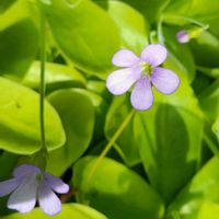 ムシトリスミレ,山野草,野草,野の花,スマホ撮影の画像