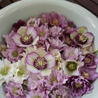 クリスマスローズ,ミニ水仙,しだれ梅,今日の一枚,ガーゴイルの画像