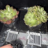 ピンクルルビー,オリビア,ピンクルビー,多肉植物,ダイソーの画像