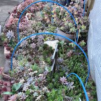 秀麗,姫秀麗,紅化粧,多肉植物いろいろ,ルテオヴィリデの画像