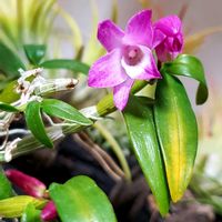 セッコク,セッコク 京紅,ラン科,石斛,京紅の画像