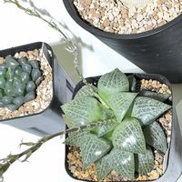オベサ,ハオルチア オブツーサ,ダルマ臥牛,ハオルチア コンプトニアナ,多肉植物の画像