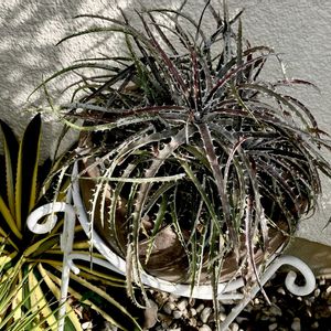 Dyckia 'Brittle Star' F3 x 'Arizona' F2,カクタス広瀬,車庫の画像