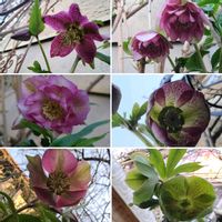 クリスマスローズ,シラー,庭の花,自宅の庭,ツルバラのある庭の画像