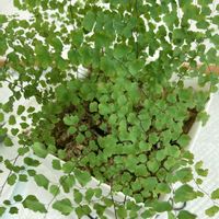 アジアンタム,観葉植物,植物のある暮らしの画像