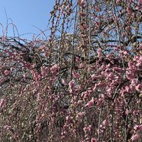 ウメ,枝垂れ梅,しだれ梅,お散歩,花のある暮らしの画像