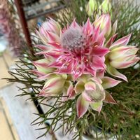 セルリア,セルリア プリティーピンク,可愛い,癒し,美しい花の画像