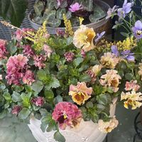 パンジー,カルーナ,パンジー 天の羽衣,寄せ植え,フリルパンジーの画像