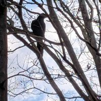 ケヤキ,サルスベリ,センダン,野鳥(ヒヨドリ),野鳥（カラス）の画像