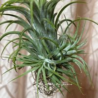 ポインセチア,チランジア・キアネア,リーガス　ベゴニア,リーガス　ベゴニア,チランジア.イオナンタの画像