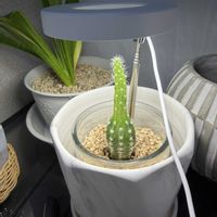 サボテン,サボテン,サンスベリア,わが家の観葉植物❢, サンスベリアの画像