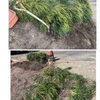 クリスマスローズ,リュウノヒゲ,ブルーインパルス*⋆✈︎,空を見上げて,GSのみなさんに感謝❤の画像