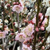 月影,玉牡丹,呉服枝垂れ（くれはしだれ）,古金欄,柳川絞りの画像