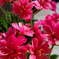 スカビオサ,レウイシアの画像