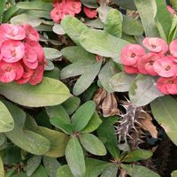 ハナキリンの画像