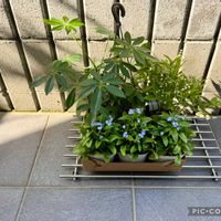 シェフレラ,ワスレナグサ,忘れな草,勿忘草,姫ウツギの画像