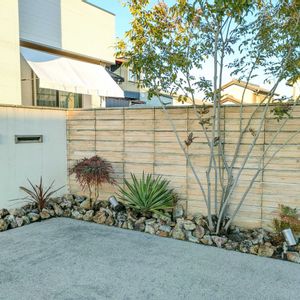 コルジリネ レッドスター,ユッカ グロリオサ,マホニアコンフューサの画像