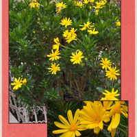 ウメ,ナンテン,ユリオブステージ,富士山,夕焼けの画像