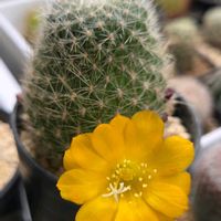 カランコエ,サボテン,リトープス,スイスチャード,紅葉する多肉の画像