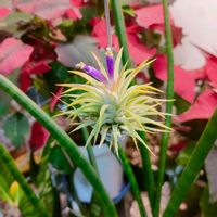 イオナンタ,エアプランツ,観葉植物,ダイソー,エアプランツ　イオナンタの画像