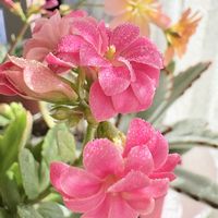 カランコエ,フィロデンドロン・セローム,セローム,多肉植物,観葉植物の画像