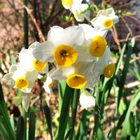 クリスマスローズ,スイセン,タマシダの画像