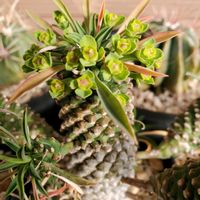 ソテツキリン,ソテツ麒麟,庭の画像