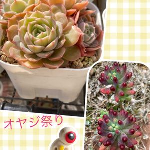 乙女心,オウンスロー,多肉植物のある暮らし,オヤジ祭り,多肉植物は癒し(๑˃̵ᴗ˂̵)♡の画像