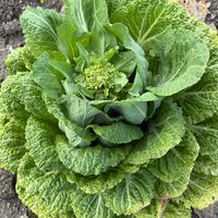 白菜,早どり小株白菜,新あずま山東,白菜　ほまれ,白菜　無双の画像