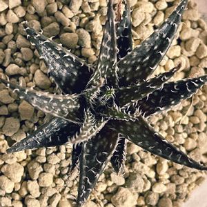 アロエ ビートル,多肉植物,アロエ属,植物大好き,寝室の画像