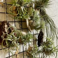 ガルドネリー,ガーデネリー,チランジア属,エアープランツ/チランジア,神奈川タニラーの画像