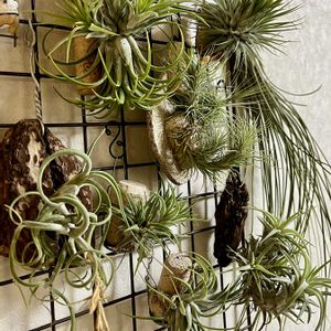 ガルドネリー,ガーデネリー,チランジア属,エアープランツ/チランジア,神奈川タニラーの画像